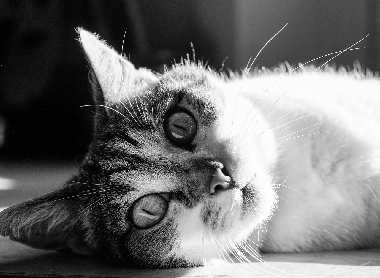 chat gpt 구독료